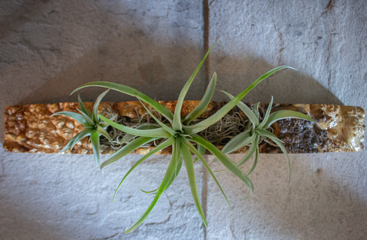 Maple Burl Air Plant Holder