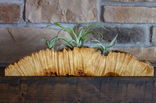 Maple Burl Air Plant Holder